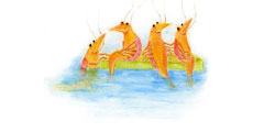illustration happyshrimp lampe